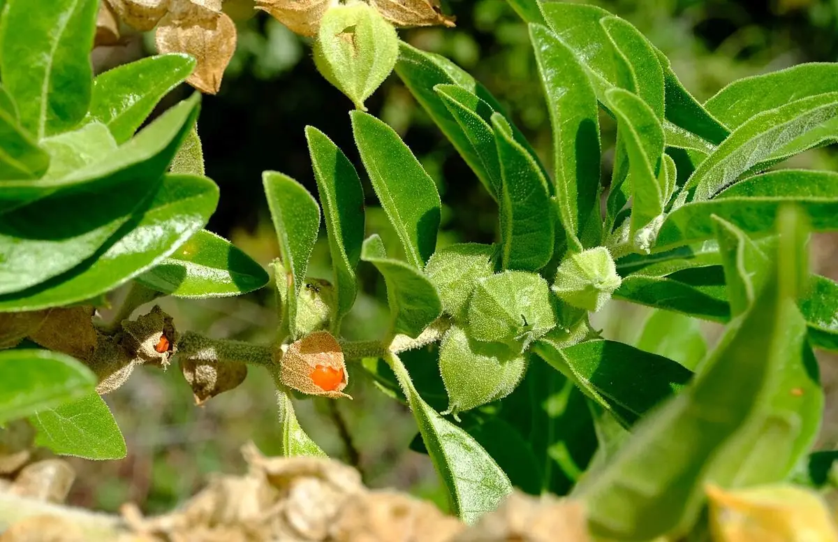 Ashwagandha branch with oval leaves and orange berries in papery husks.