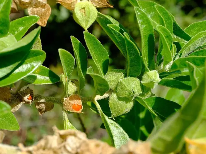 Ashwagandha branch with oval leaves and orange berries in papery husks.