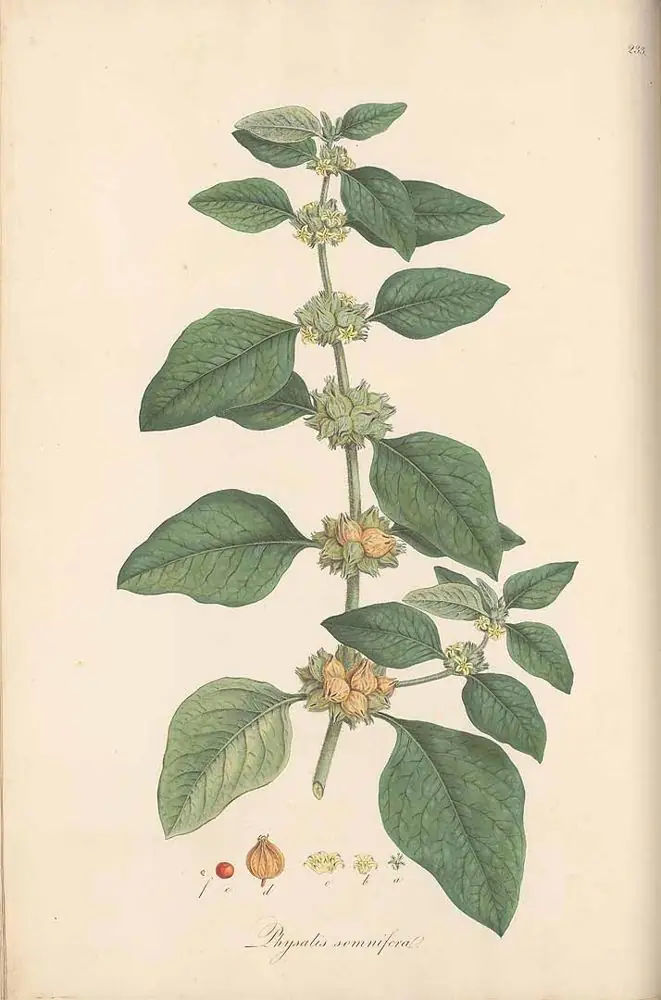 Hand-coloured engraving of ashwagandha with oval leaves and husked berries.