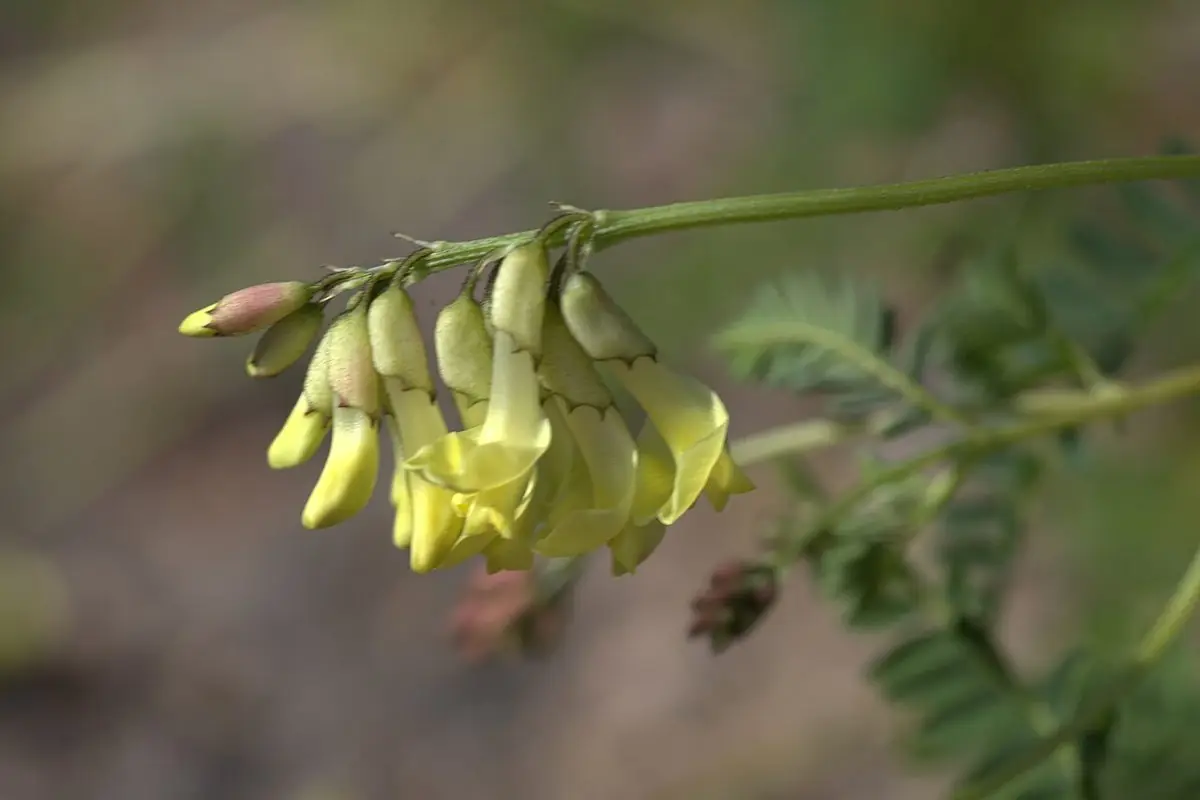 A drooping cluster of pale yellow astragalus pea flowers on a slender stem.