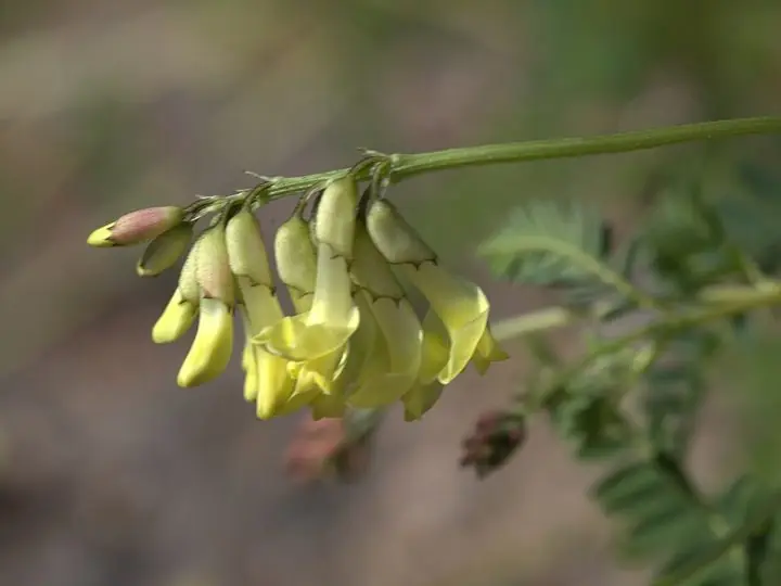 A drooping cluster of pale yellow astragalus pea flowers on a slender stem.