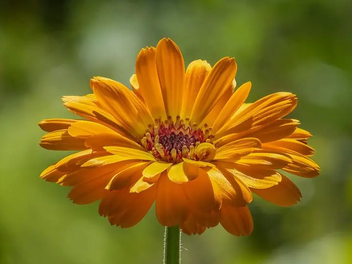 A single open calendula flower, bright orange with a darker center, on a soft green background.