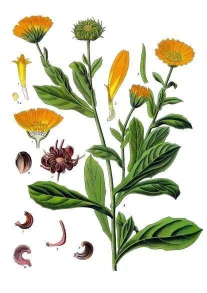 Hand-coloured botanical engraving of calendula showing orange flower heads, leaves, and its curved seeds.
