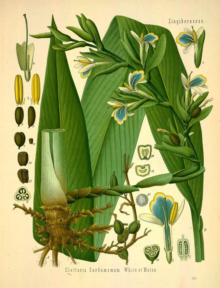 Hand-coloured engraving of cardamom with long leaves, flowers, and pods.