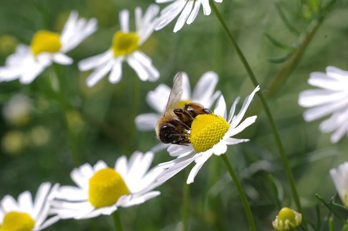 A honeybee working a chamomile flower among other white-petalled, yellow-centred blooms.
