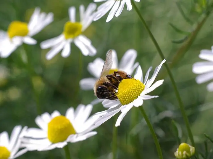 A honeybee working a chamomile flower among other white-petalled, yellow-centred blooms.