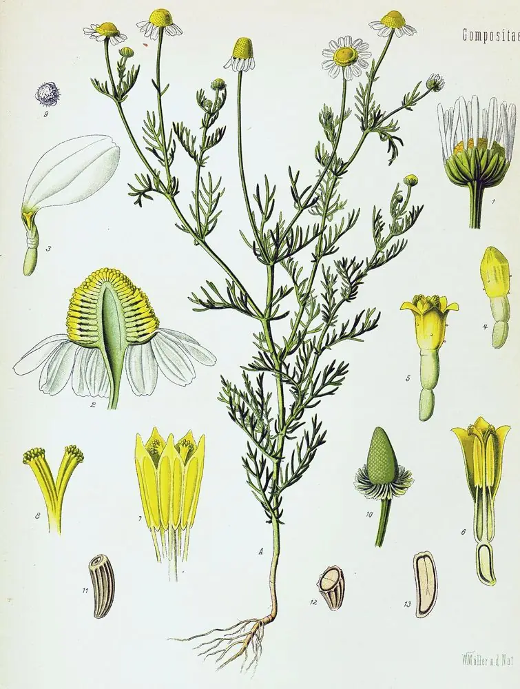 Hand-coloured botanical engraving of chamomile: the whole flowering plant with enlarged flower parts and seeds.