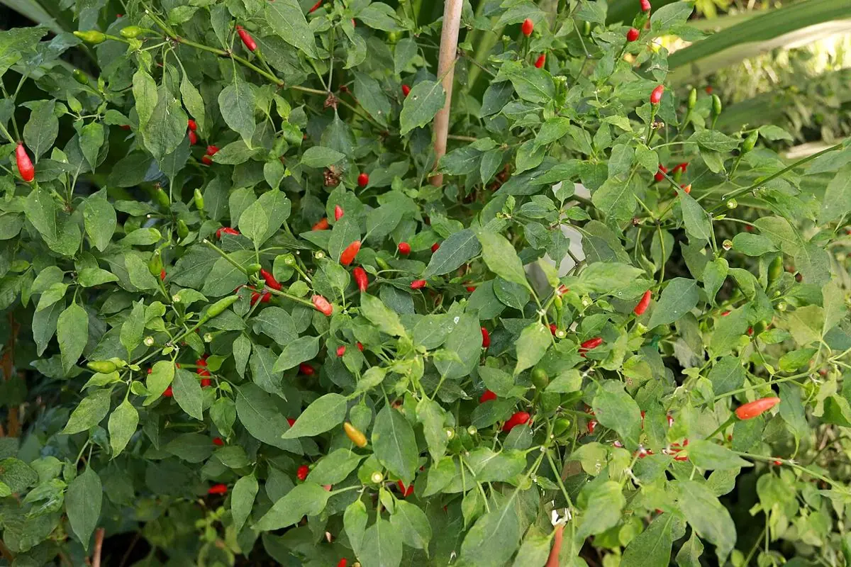 A leafy chiltepin shrub dotted with small red and green peppers.