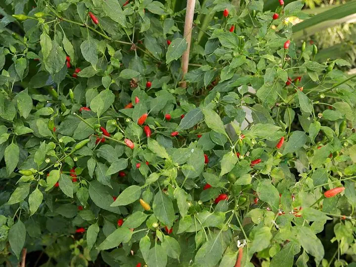 A leafy chiltepin shrub dotted with small red and green peppers.