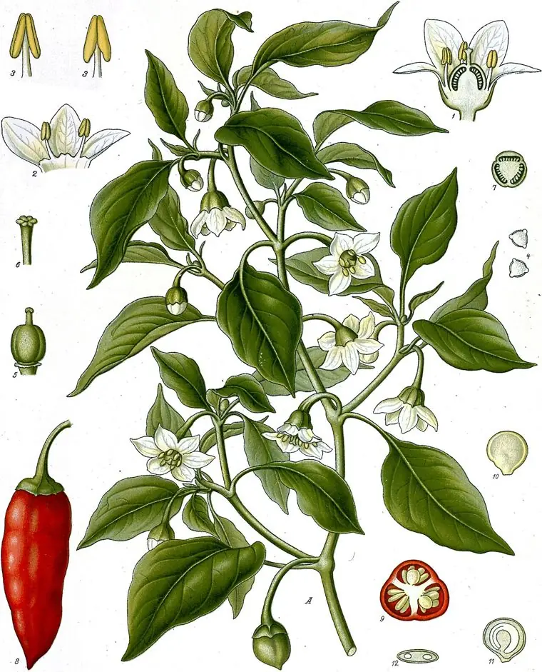 Hand-coloured engraving of a chile plant with white flowers and a red pepper.