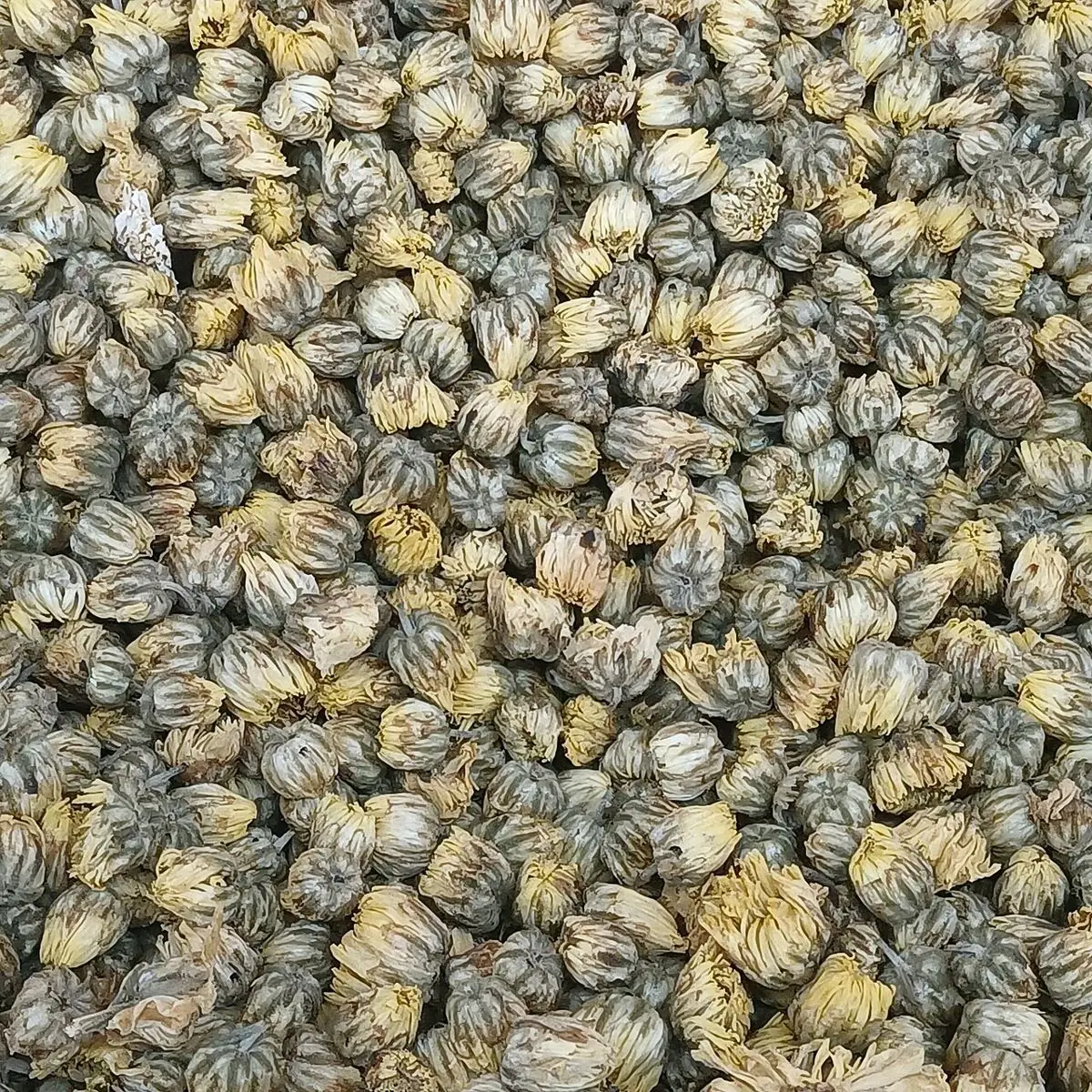 A close view of small dried chrysanthemum flower buds for tea.