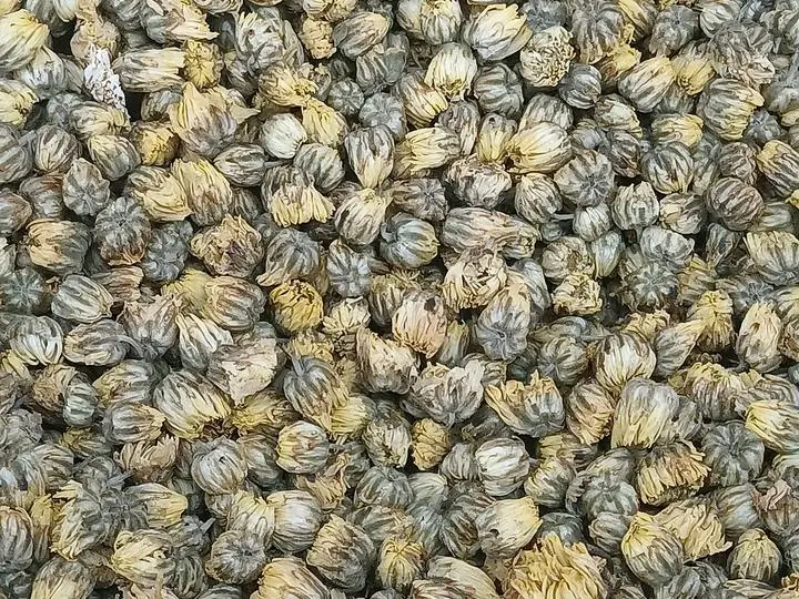 A close view of small dried chrysanthemum flower buds for tea.