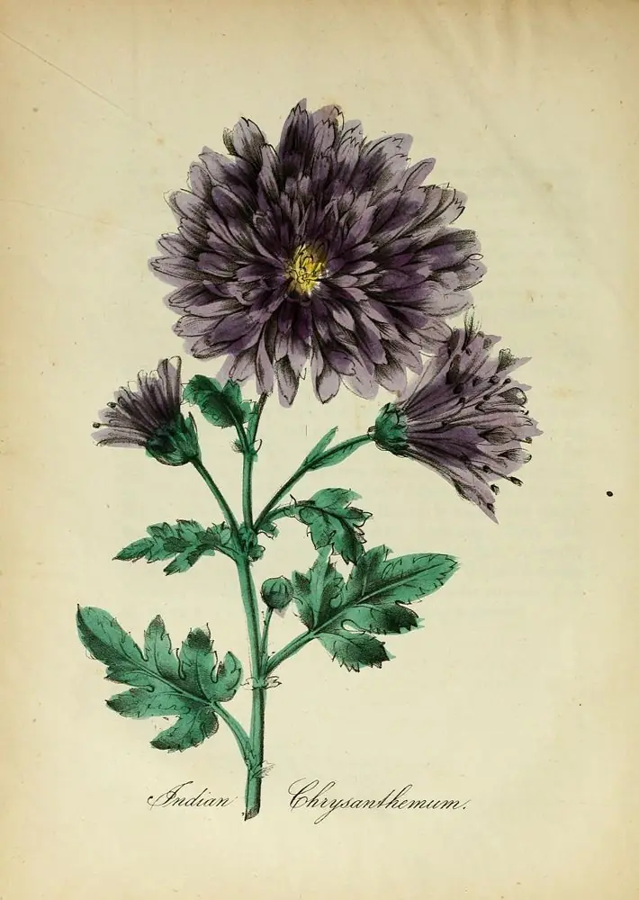 Hand-coloured plate of a double purple garden chrysanthemum.