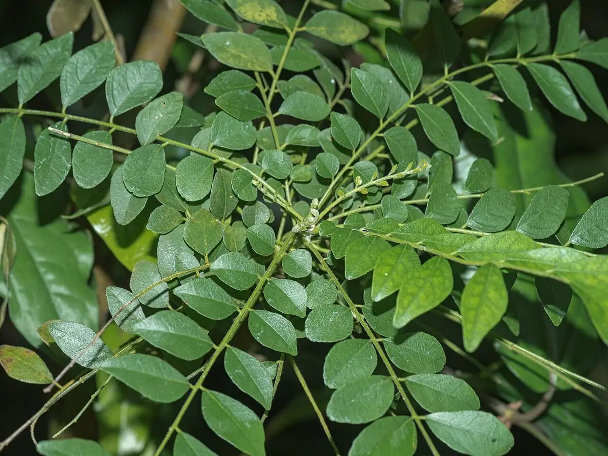 A curry leaf branch with many glossy, pointed leaflets.