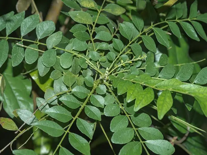 A curry leaf branch with many glossy, pointed leaflets.