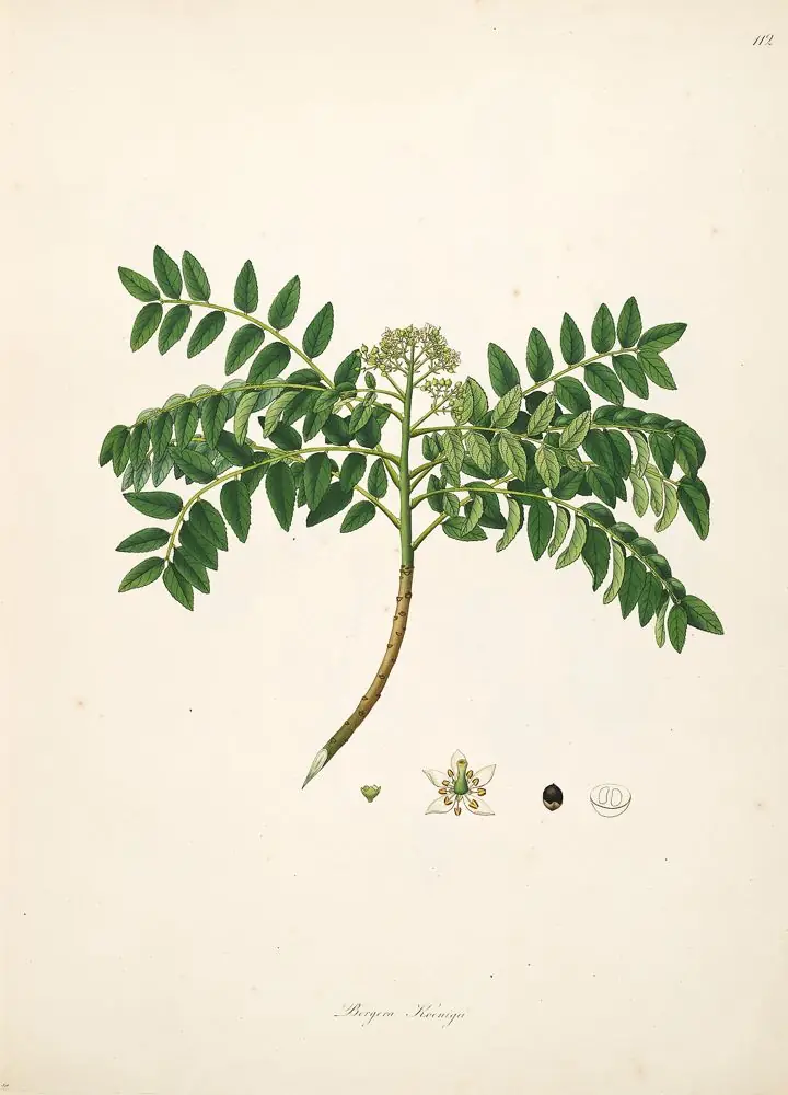 Hand-coloured engraving of a curry leaf branch with leaflets and small flowers.