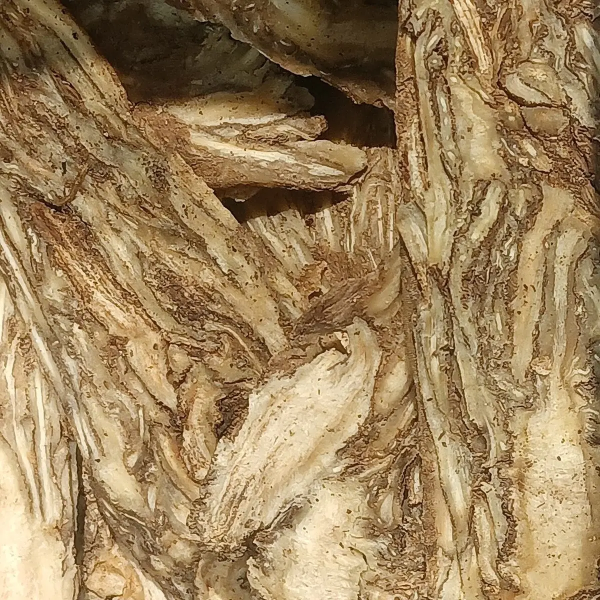 Close view of dried dang gui root slices, pale and fibrous.