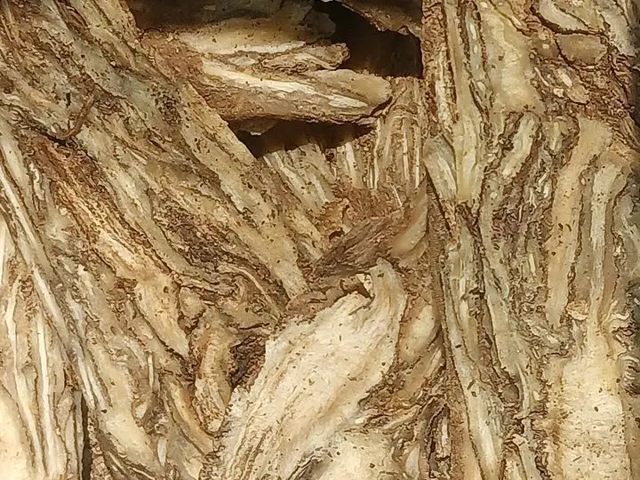 Close view of dried dang gui root slices, pale and fibrous.