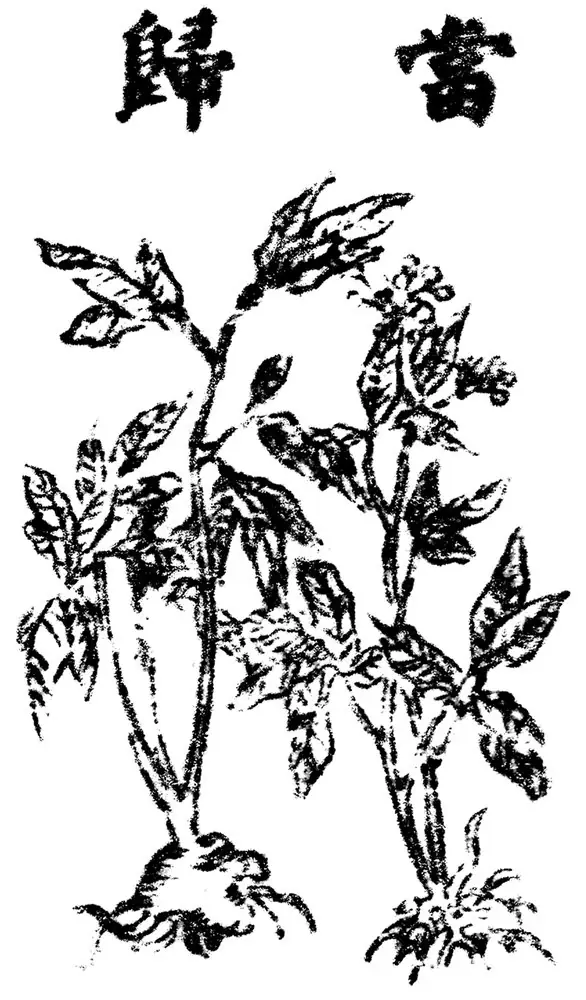 Chinese woodcut of the dang gui plant with its branching root, headed by the characters for its name.