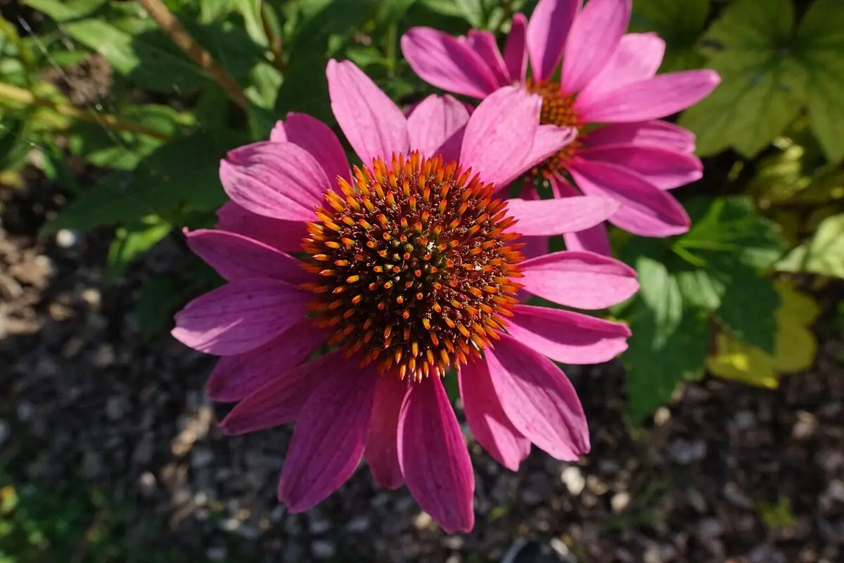 Purple coneflowers with drooping pink-purple petals around spiny orange cones.
