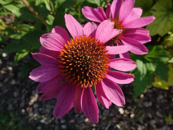 Purple coneflowers with drooping pink-purple petals around spiny orange cones.
