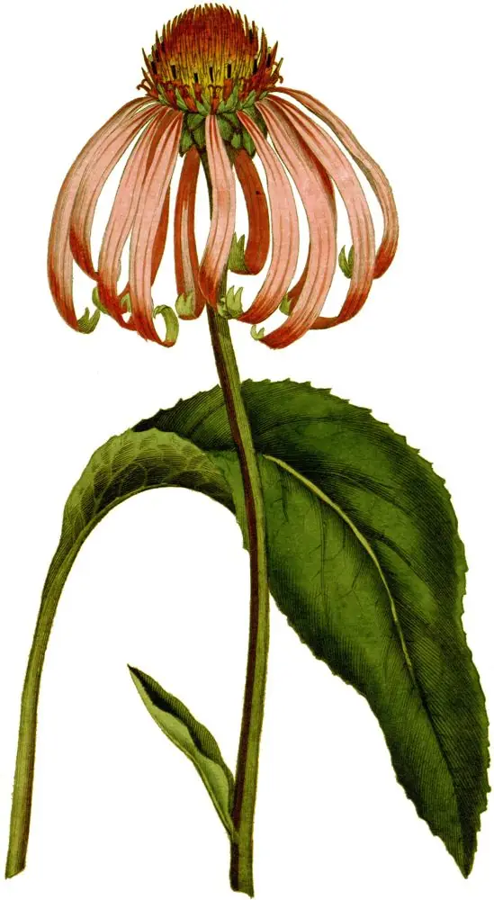 Hand-coloured engraving of purple coneflower with drooping pink petals and an orange cone.