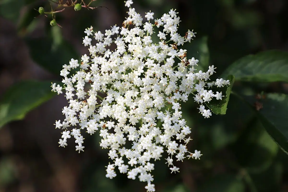 A broad, flat umbel of tiny creamy-white elderflowers against dark green leaves.