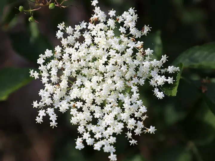A broad, flat umbel of tiny creamy-white elderflowers against dark green leaves.