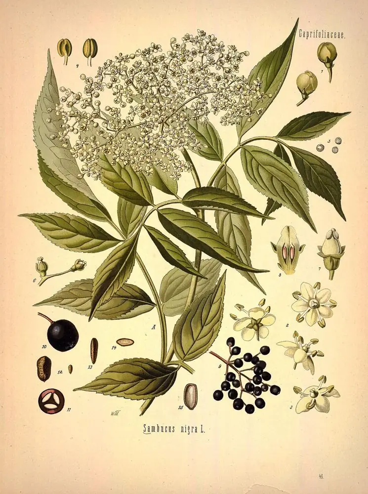 Hand-coloured botanical engraving of elder showing a flower umbel, compound leaves, and a cluster of black berries.