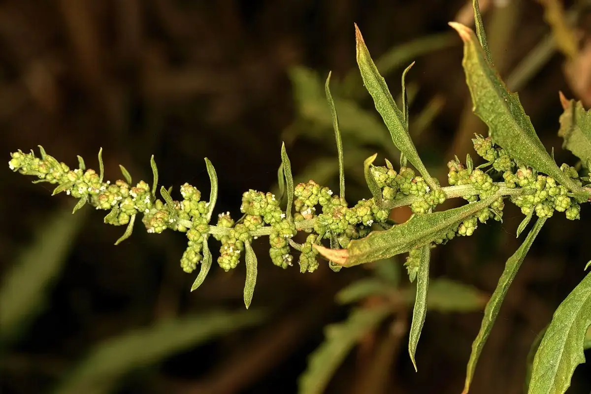 A spike of tiny green epazote flowers among narrow toothed leaves.