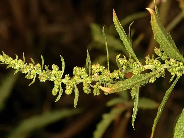 A spike of tiny green epazote flowers among narrow toothed leaves.