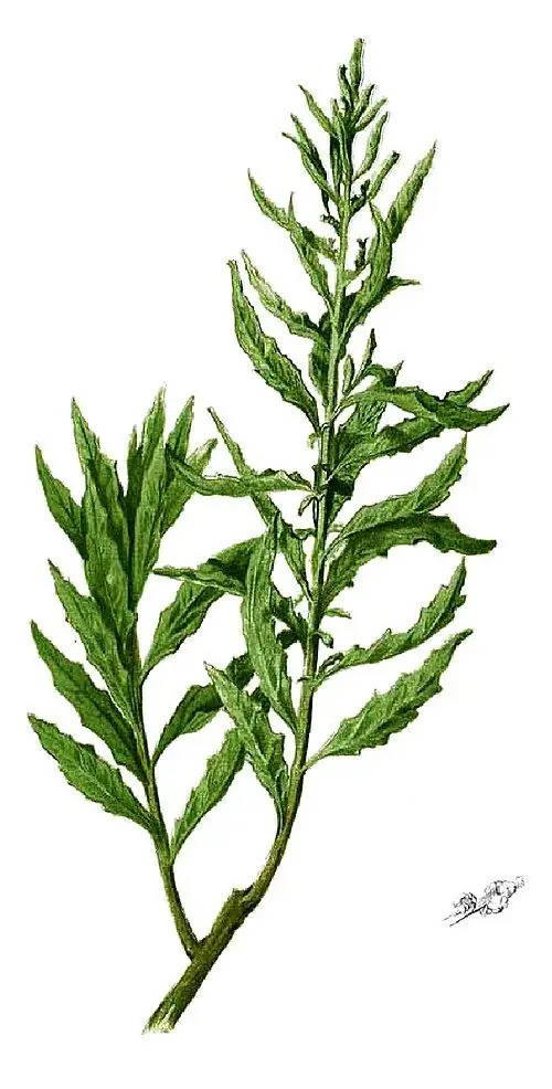 Botanical illustration of epazote with narrow toothed leaves and flower spikes.