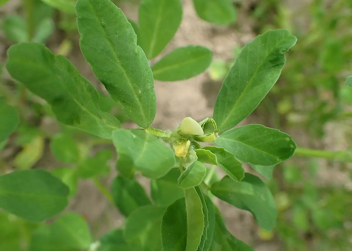 Fenugreek plant with three-part clover-like leaves and a pale flower.