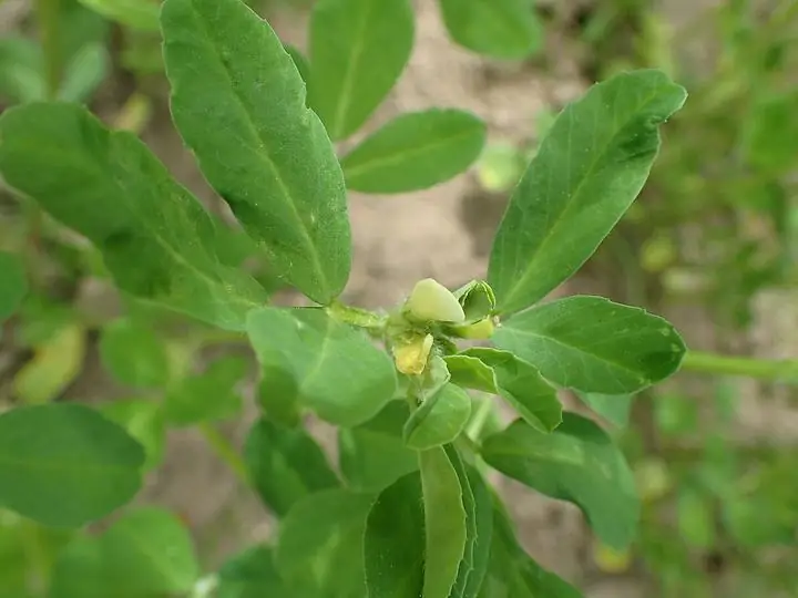 Fenugreek plant with three-part clover-like leaves and a pale flower.