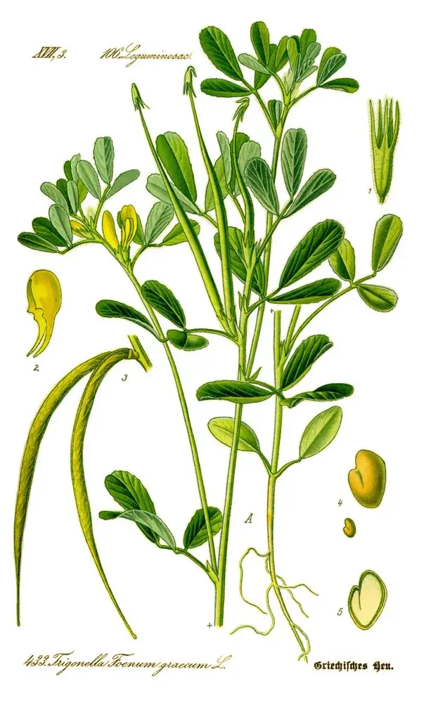 Hand-coloured illustration of fenugreek with clover-like leaves and long curved pods.