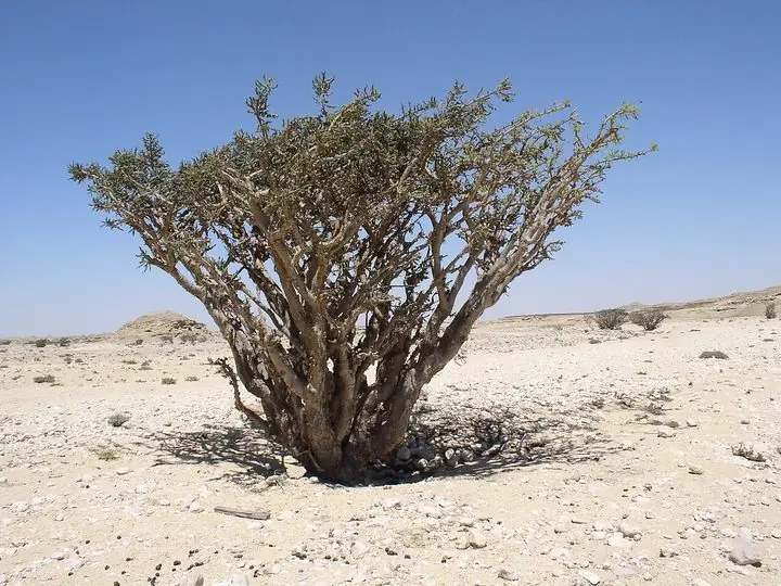 A low, many-branched frankincense tree on a bare, stony plain in Oman under a blue sky.