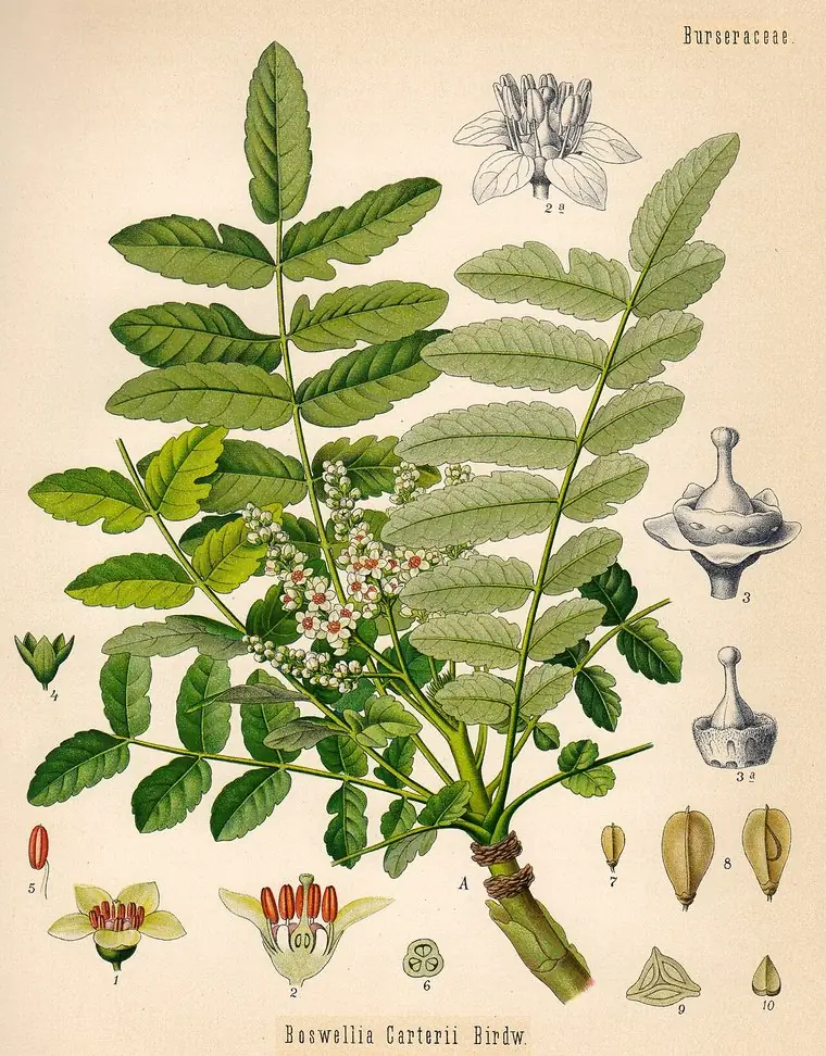 Hand-coloured engraving of a frankincense branch with pinnate leaves, small flowers, and fruit details.
