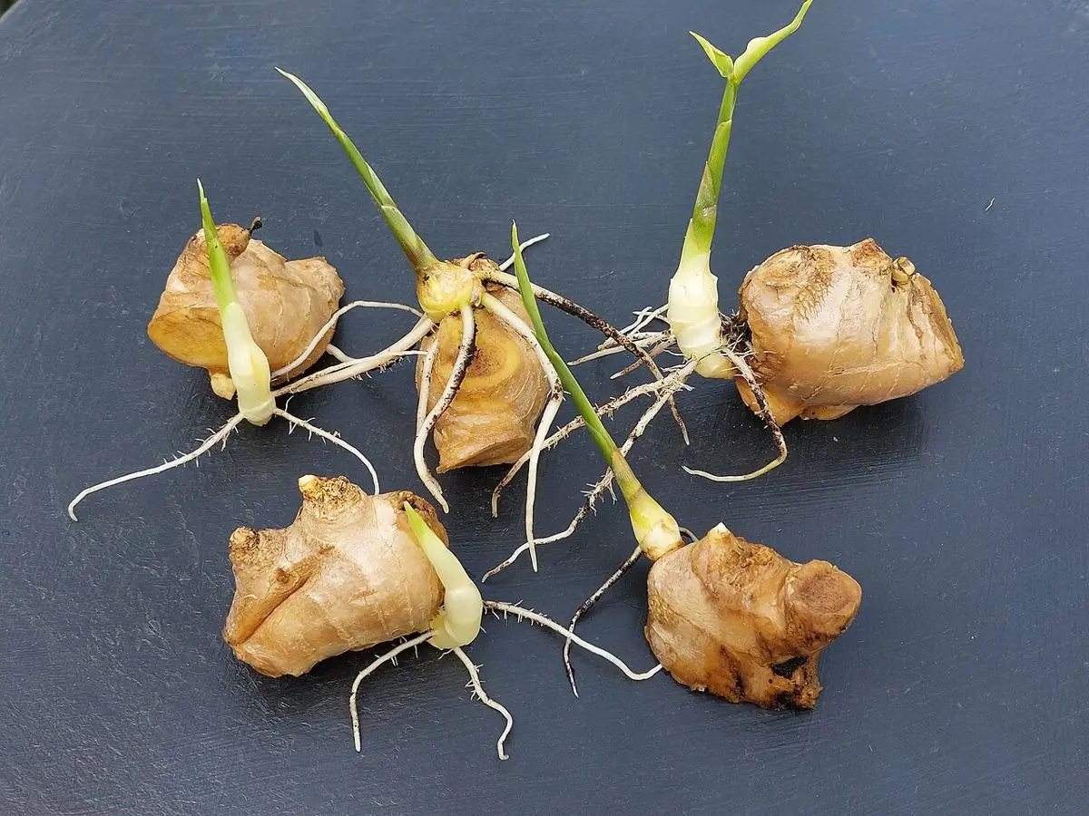 Several sprouting ginger rhizomes with pale shoots and roots.