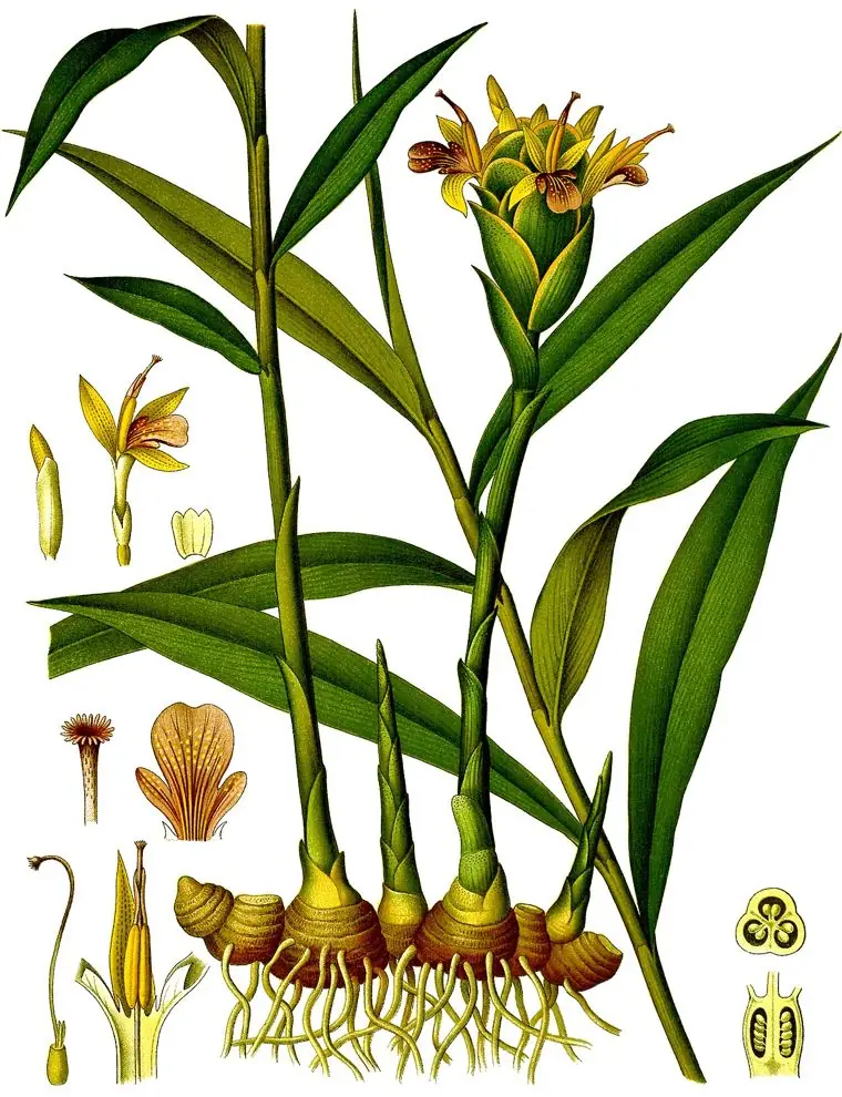 Hand-coloured engraving of ginger with its rhizome, leafy stems, and flower spike.
