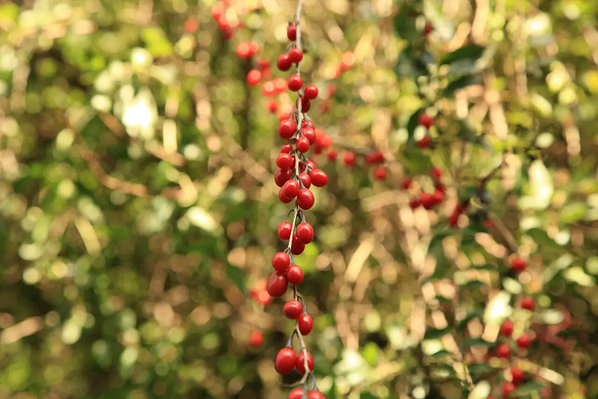 Branches hung with many small bright red goji berries.