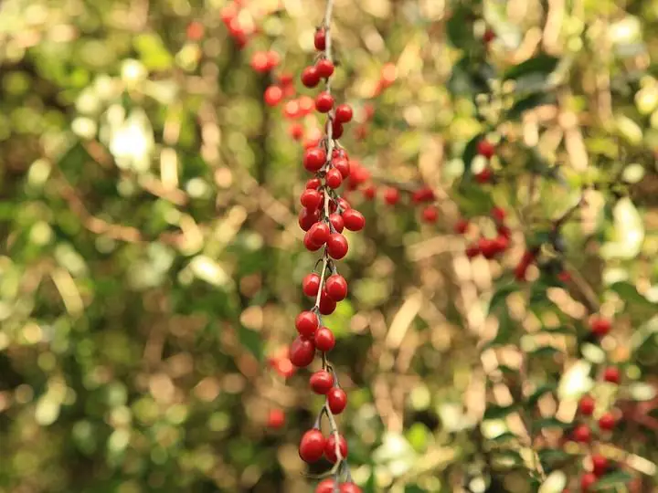 Branches hung with many small bright red goji berries.