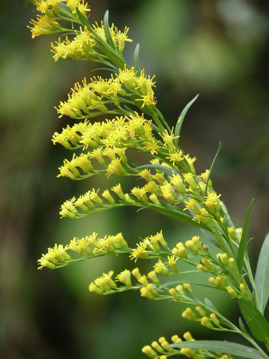 Arching plumes of small yellow goldenrod flowers.