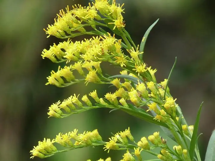 Arching plumes of small yellow goldenrod flowers.