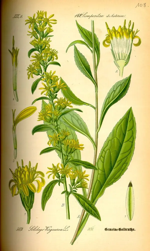 Hand-coloured illustration of European goldenrod with yellow flower heads and narrow leaves.