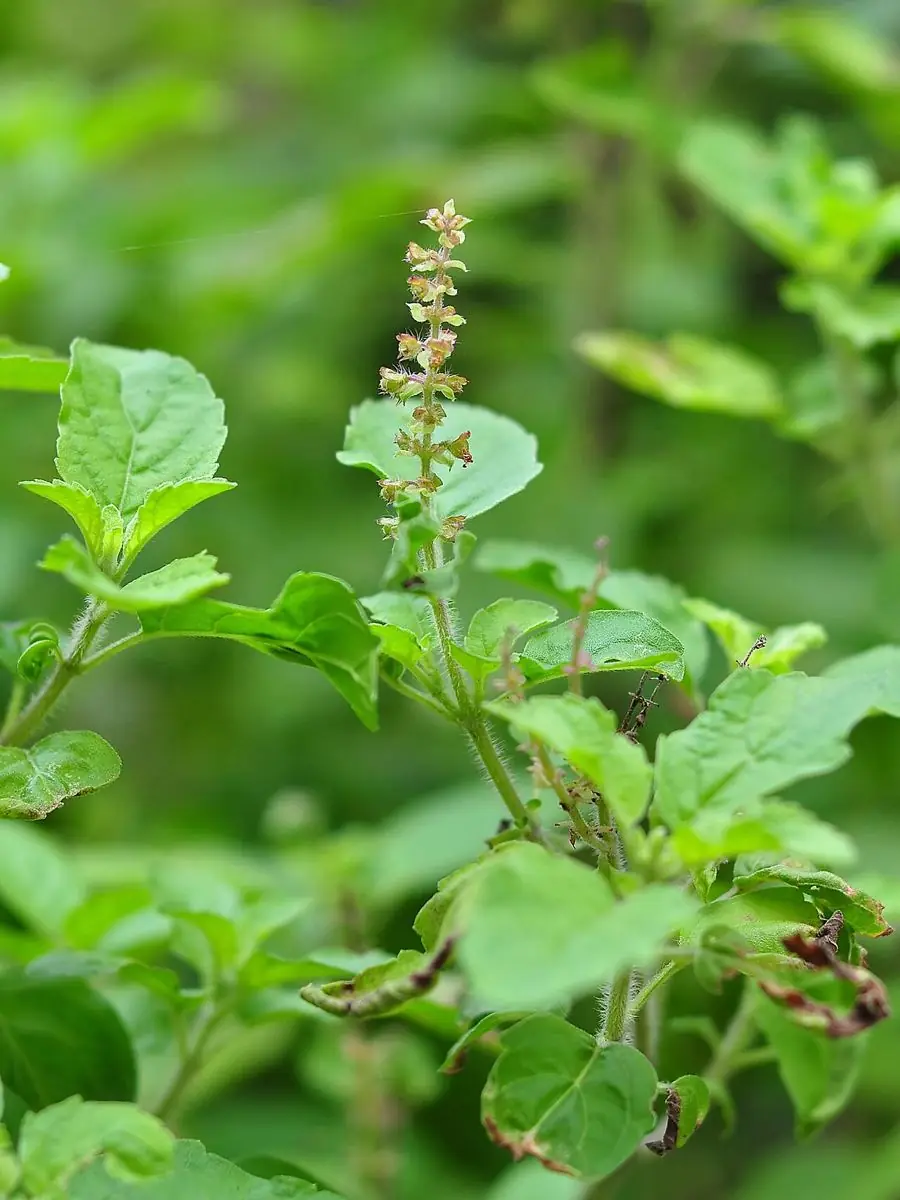 A holy basil plant with a slender flower spike above oval leaves.