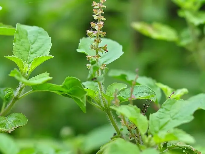 A holy basil plant with a slender flower spike above oval leaves.