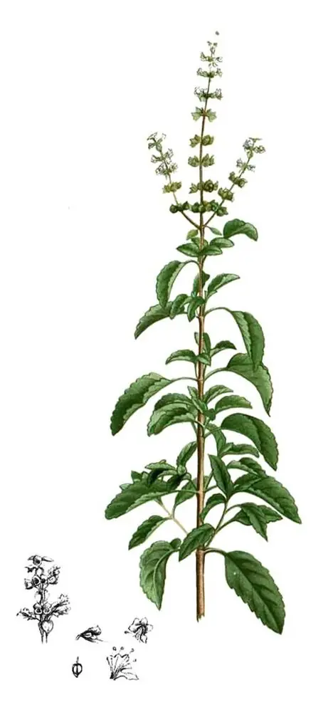 Botanical illustration of holy basil with a slender flower spike.