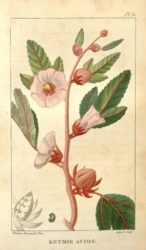 Hand-coloured engraving of roselle with a pale flower and red calyces.