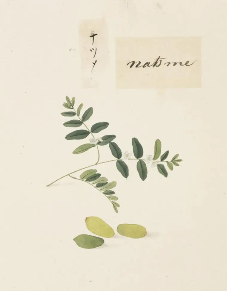 Japanese painting of a jujube branch with leaves and pale fruit.