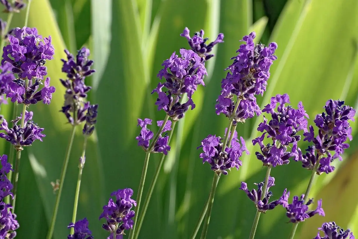 Upright violet lavender spikes against a green background of leaves.